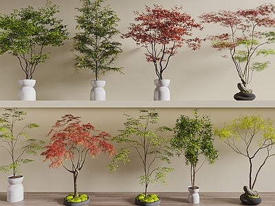 景观树 乔木 枫树 红枫 植物景观 树池乔木