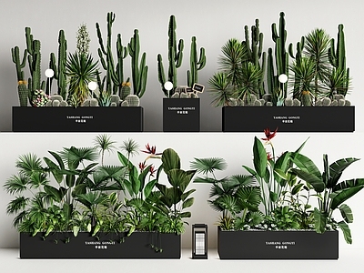 植物堆 植物组合 绿植花箱 外摆绿植花箱 花坛花钵 仙人掌