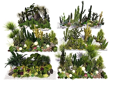 多肉植物 庭院景观造景 仙人掌组合 多肉植物 仙人球 景观植物 绿植 盆栽