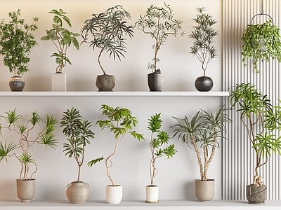盆栽 现代侘寂风绿植 鸭脚木热带植物 中古风植物 垂钓绿植 芭蕉盆栽盆景