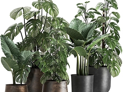 盆栽 绿植盆栽组合