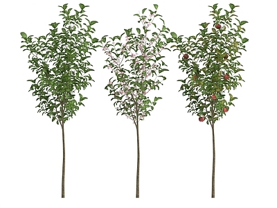 乔木 苹果树 果树 乔木