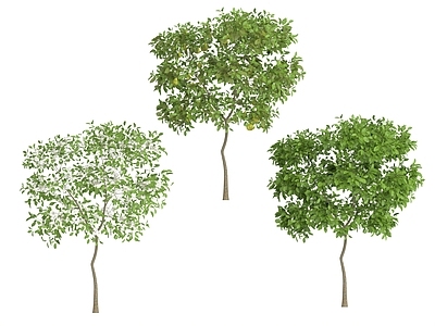 乔木 梨树 果树 乔木 景观树 行道树