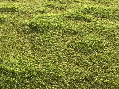 草坪 草地 户外草坪 野草 草皮 草原