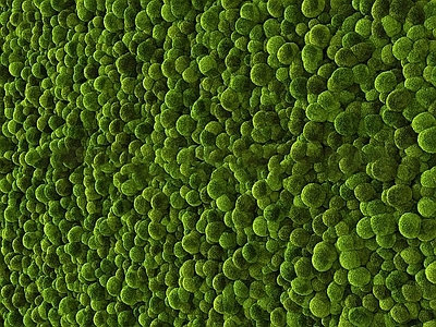 绿植墙 植物墙 苔藓 苔藓墙 苔藓背景墙 景观绿植墙