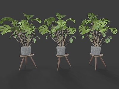 现代佛龛 现代装饰植物