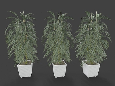 现代佛龛 现代装饰植物