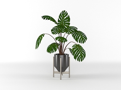 盆栽 室内绿植 盆栽