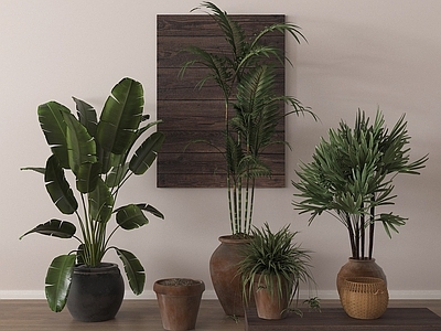 盆栽 盆栽植物 绿植