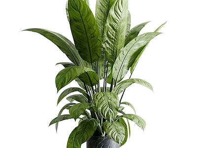 花草组合 花草组合