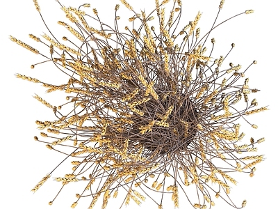 现代新中式花艺 花瓶 花艺 花束 麦穗