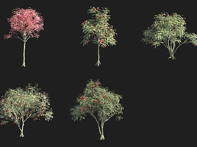 景观树 欧亚花楸花树