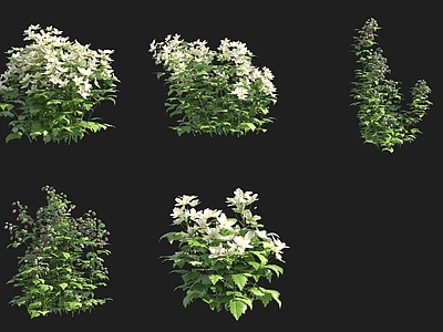 灌木 欧洲木莓花树灌木