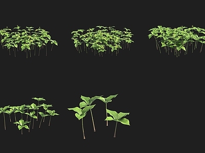 草 四叶重楼花草瑞典