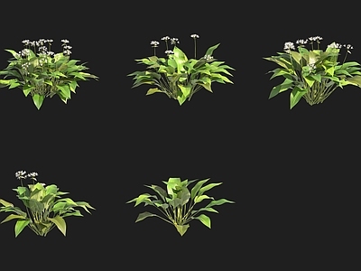 花草组合 熊葱野韭菜瑞典植