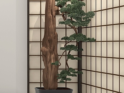 盆栽 松树 迎客松 假山石头 绿植盆景