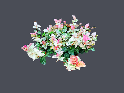 灌木 2D花叶络石