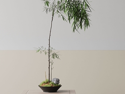 盆栽 现代盆栽