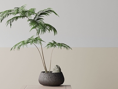 盆栽 现代盆栽