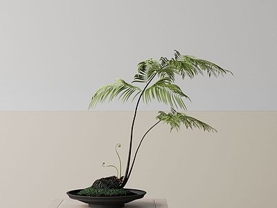 盆栽 现代盆栽
