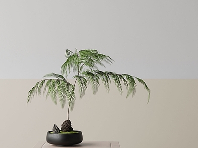 盆栽 现代盆栽