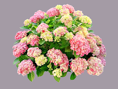 灌木 2D绣球花 无尽夏 紫阳花 绣球花植物
