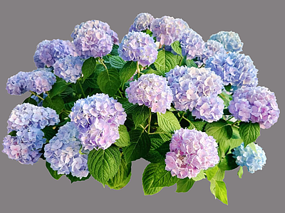 灌木 2D绣球花 无尽夏 紫阳花 绣球花植物