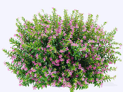 灌木 2D细叶萼距花 紫花满天星 细叶雪茄花 小灌木