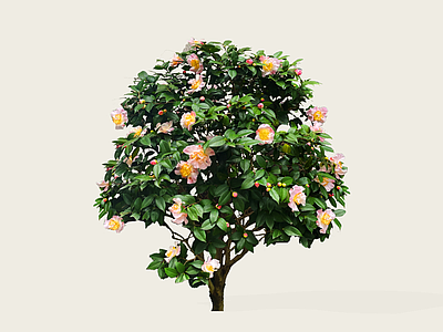 灌木 2D山茶花灌木 茶梅 常用花灌木