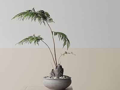盆栽 现代盆栽
