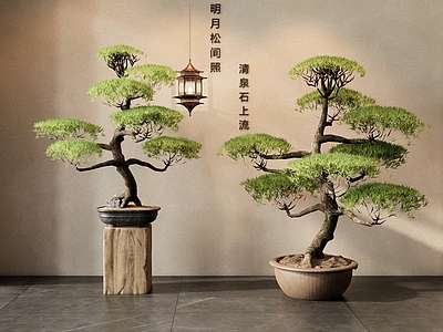 盆景 松树 松树盆栽 罗汉松 乔木 景观树