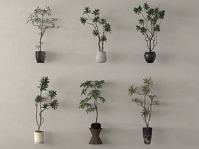 盆栽 现代盆栽植物