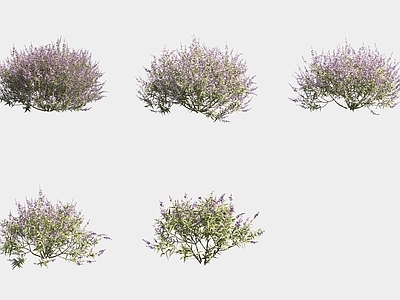 灌木 白花鼠尾草花草灌