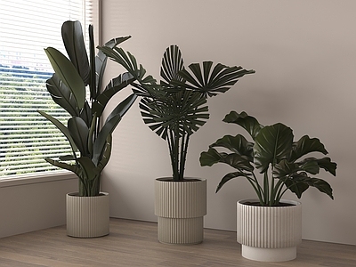 盆栽 现代盆栽植物