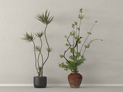盆栽 现代盆栽植物