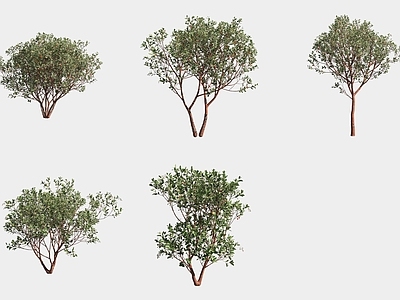 灌木 草莓树灌木