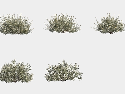 灌木 灰叶圣栎草花草灌