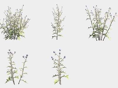 花草组合 球花蓝刺头花草