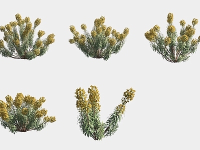 花草组合 沃尔芬大戟花草灌