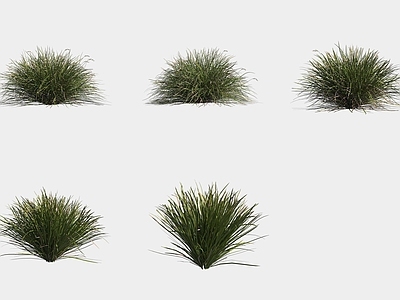 花草组合 纤细薹草灌木