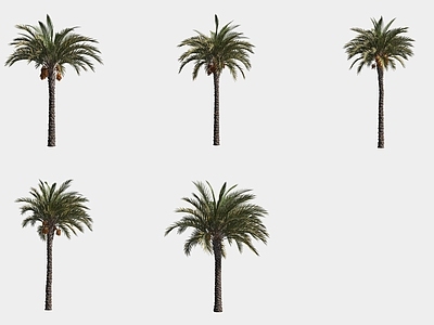 景观树 椰枣热带树植物