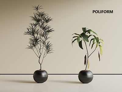 盆栽 现代家居盆栽