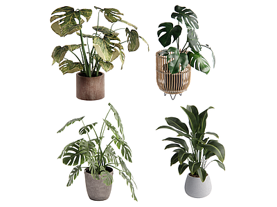 盆栽 植物盆栽