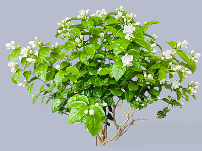 灌木 2D茉莉花 茉莉 木梨花 末莉 香魂