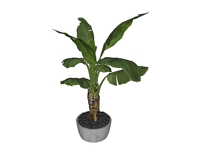 盆栽 芭蕉树盆栽