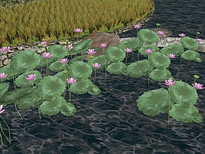 水生植物 3D荷花 池塘荷花 水岸荷花 水生植物 荷花