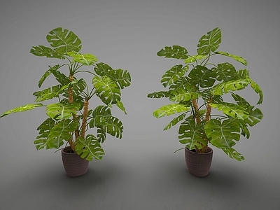 现代佛龛 现代装饰植物