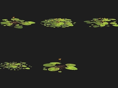 水生植物 齿叶荇菜水生植物