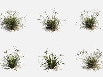 水生植物 褐穗莎草沼泽地植