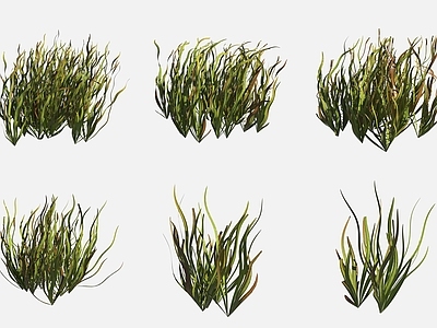 水生植物 美洲苦草沼泽地植